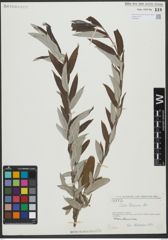 Foto von Salix turanica Nasarow